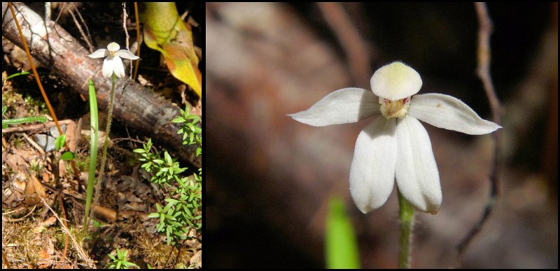 E (203) Orchid (Caladenia Lyallii).JPG